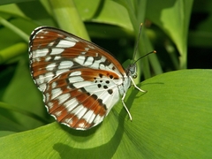 Neptis pryeri