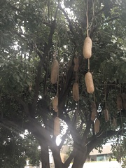Kigelia