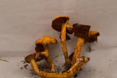 Aureonarius limonius