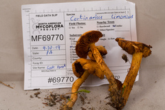 Aureonarius limonius