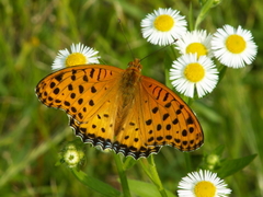 Argynnis hyperbius