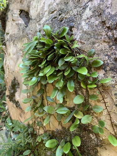 Microgramma piloselloides, photograph 5