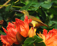 Arachnothera flavigaster