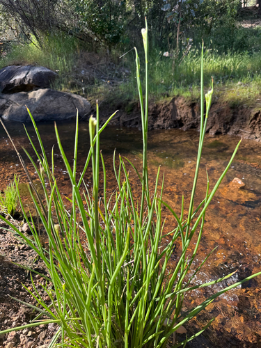 Juncus holoschoenus observed 2025-11-12