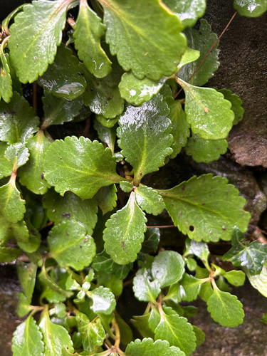 Lamb's-tail (Chiastophyllum oppositifolium)