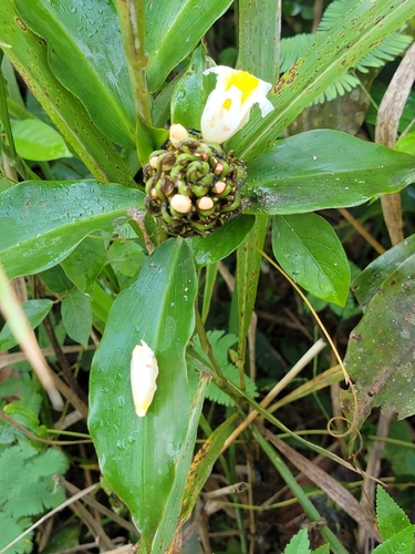 Costus dubius (Costus dubius)