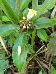 Costus dubius, photograph Emily Turteltaub Nelson, CC BY, iNaturalist via GBIF