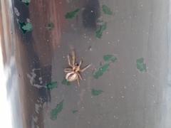 Zygiellinae