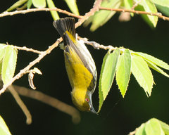 Dicaeum chrysorrheum