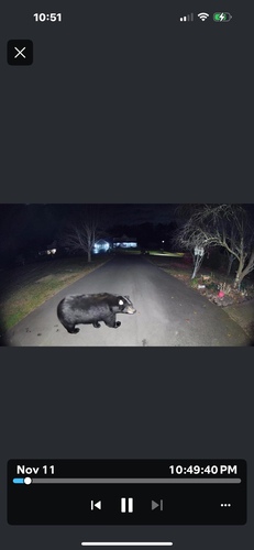 Eastern Black Bear photographed in Connecticut
