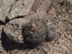 Echinofossulocactus dichroacanthus