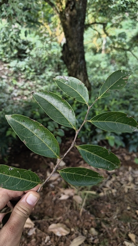 Assam Leaf-Flower (Glochidion ellipticum)