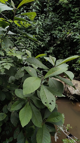 Strobocalyx arborea observed 2025-11-12