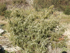 Juniperus