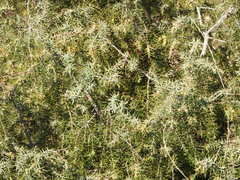 Juniperus