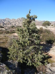 Juniperus