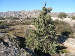 Juniperus