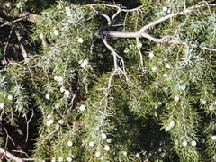 Juniperus