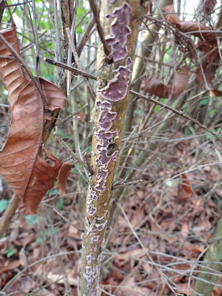 Chondrostereum purpureum · November 2025 · photo: © chrisprocter (iNaturalist, cc-by)