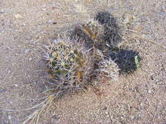 Coryphantha robustispina robustispina