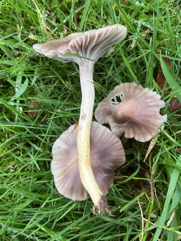 Cuphophyllus flavipes · November 2025 · photo: © davidcallender (iNaturalist, cc0)