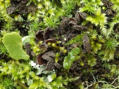 Nephroma tangeriense