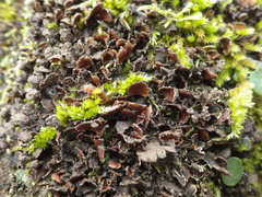 Nephroma tangeriense