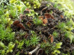 Nephroma tangeriense