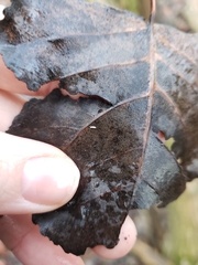 Protaphorura