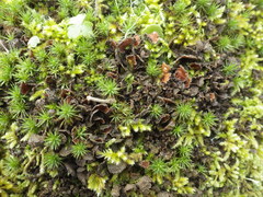 Nephroma tangeriense