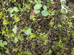 Nephroma tangeriense