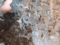 Protaphorura