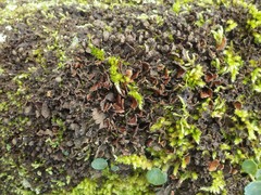 Nephroma tangeriense