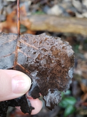 Protaphorura