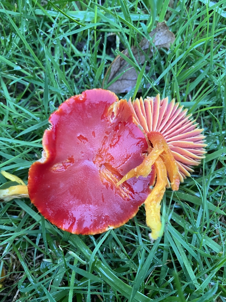 Hygrocybe coccinea · November 2025 · photo: © davidcallender (iNaturalist, cc0)