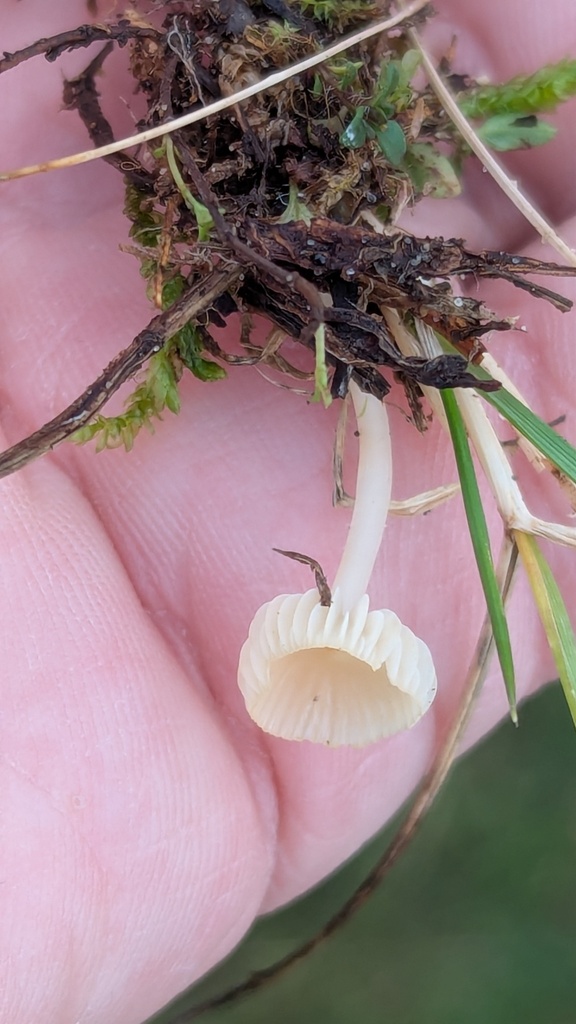 Atheniella flavoalba · November 2025 · photo: © rudolphous (iNaturalist, cc-by)