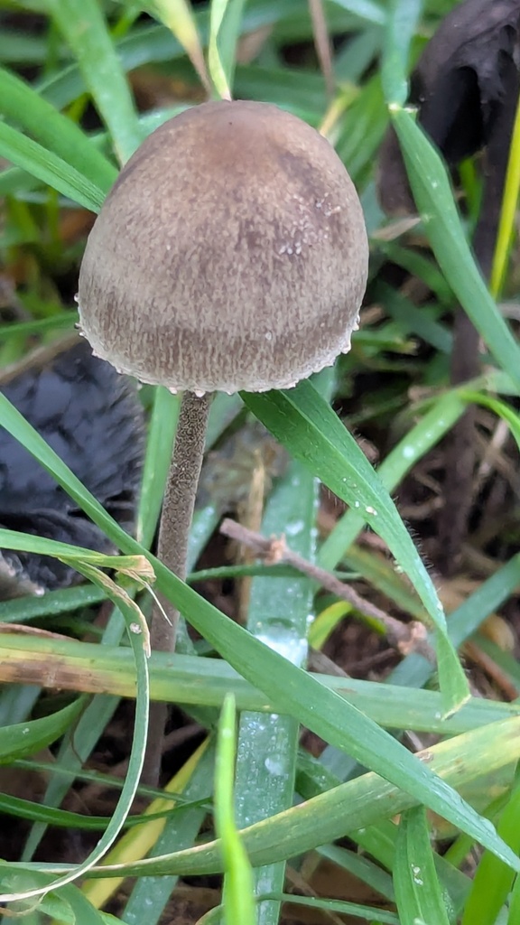 Panaeolus papilionaceus · November 2025 · photo: © rudolphous (iNaturalist, cc-by)