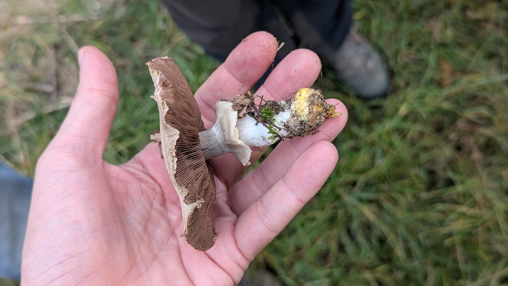 Agaricus xanthodermus · November 2025 · photo: © rudolphous (iNaturalist, cc-by)
