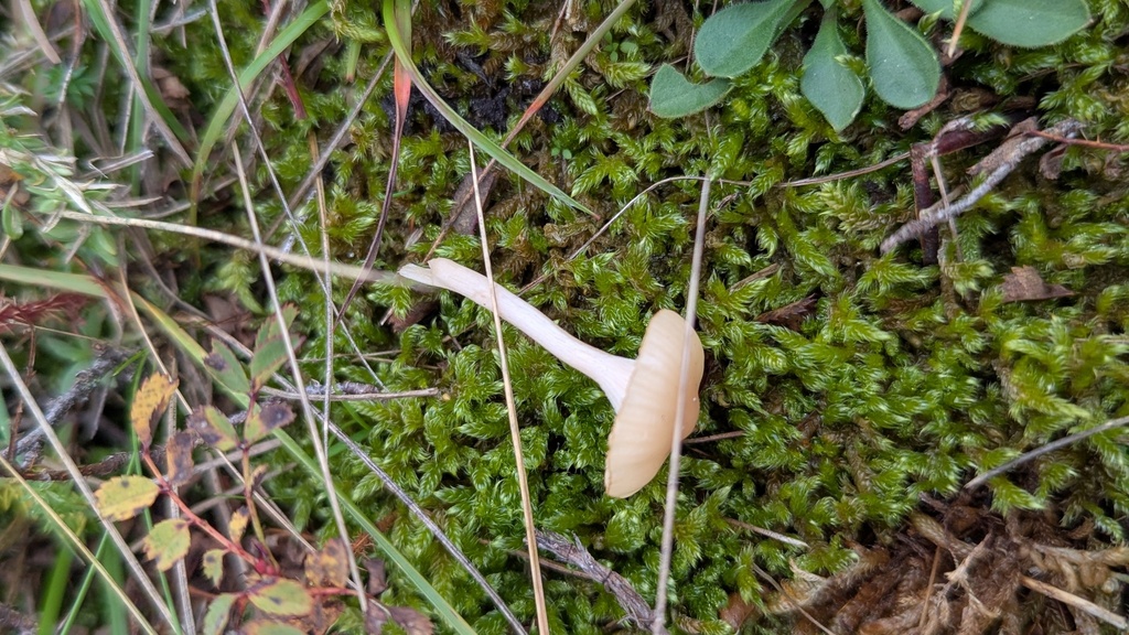 Cuphophyllus virgineus ochraceopallidus