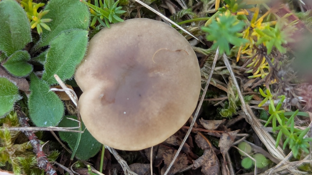 Melanoleuca polioleuca