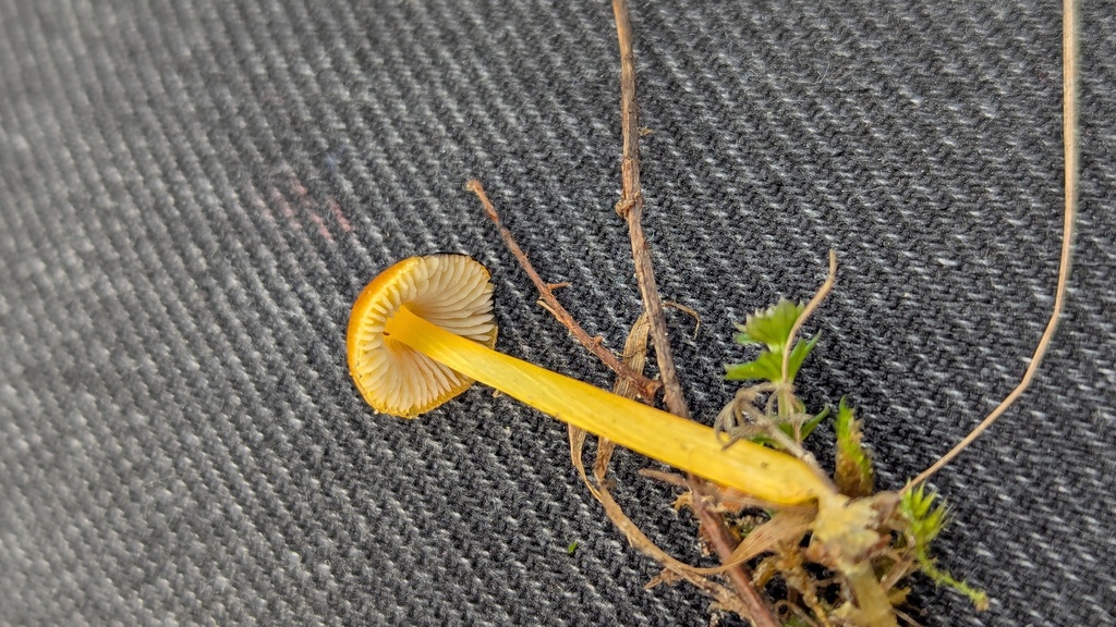Hygrocybe conica · November 2025 · photo: © rudolphous (iNaturalist, cc-by)