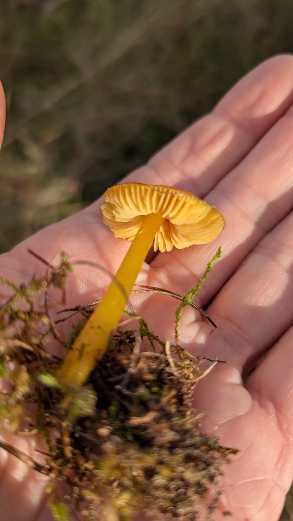 Hygrocybe acutoconica · November 2025 · photo: © rudolphous (iNaturalist, cc-by)