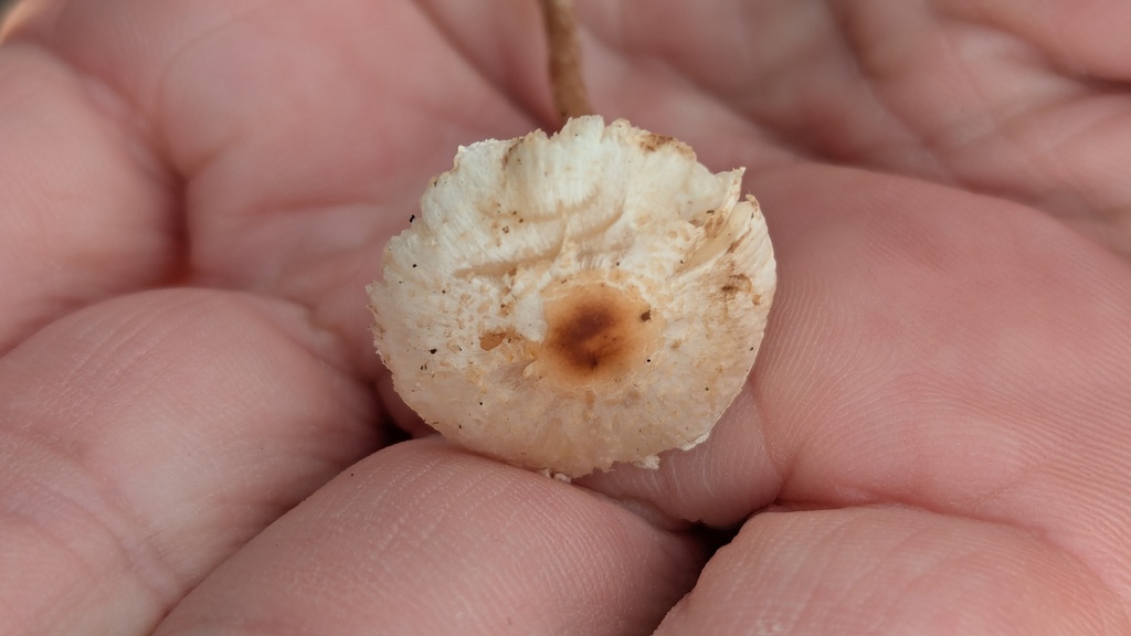 Lepiota cristata · November 2025 · photo: © rudolphous (iNaturalist, cc-by)