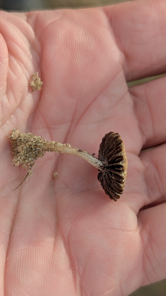 Psathyrella ammophila · November 2025 · photo: © rudolphous (iNaturalist, cc-by)