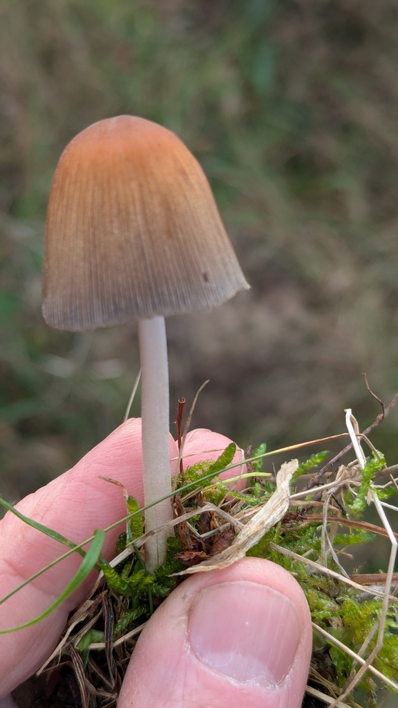 Coprinellus micaceus · November 2025 · photo: © rudolphous (iNaturalist, cc-by)