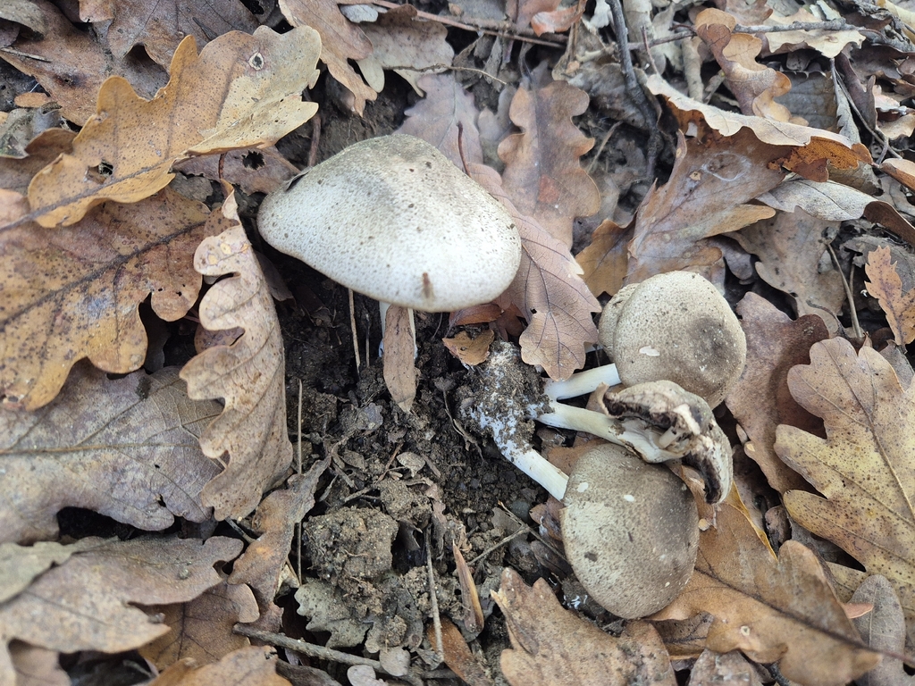 Agaricus moelleri · November 2025 · photo: © tinyclayman (iNaturalist, cc-by-sa)