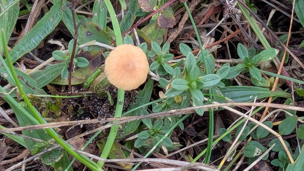 Galerina graminea · November 2025 · photo: © rudolphous (iNaturalist, cc-by)