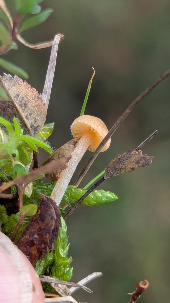 Galerina graminea