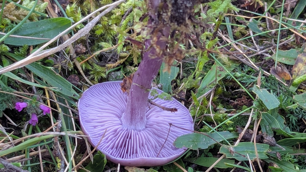 Collybia sordida · November 2025 · photo: © rudolphous (iNaturalist, cc-by)