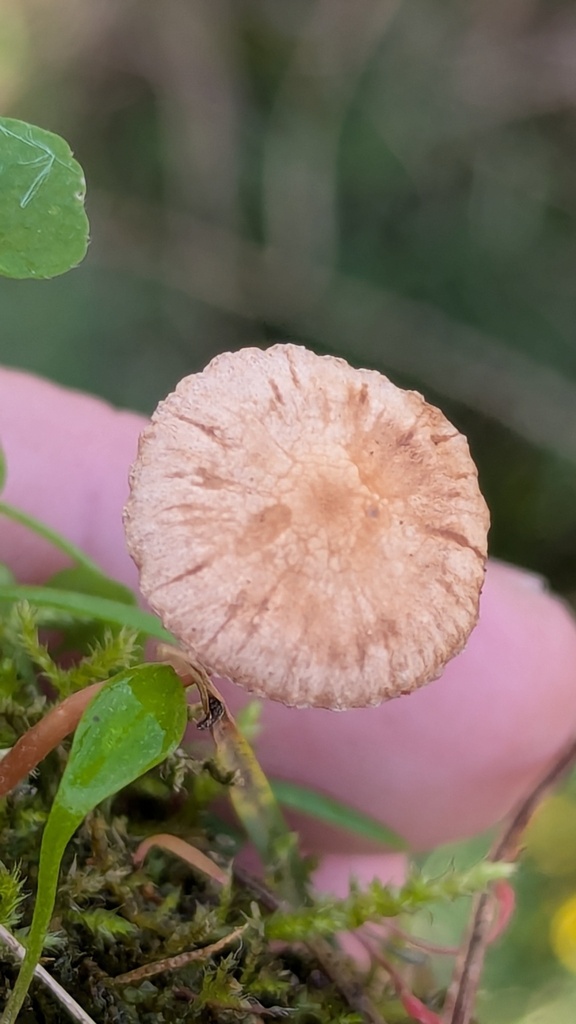Tubaria conspersa · November 2025 · photo: © rudolphous (iNaturalist, cc-by)